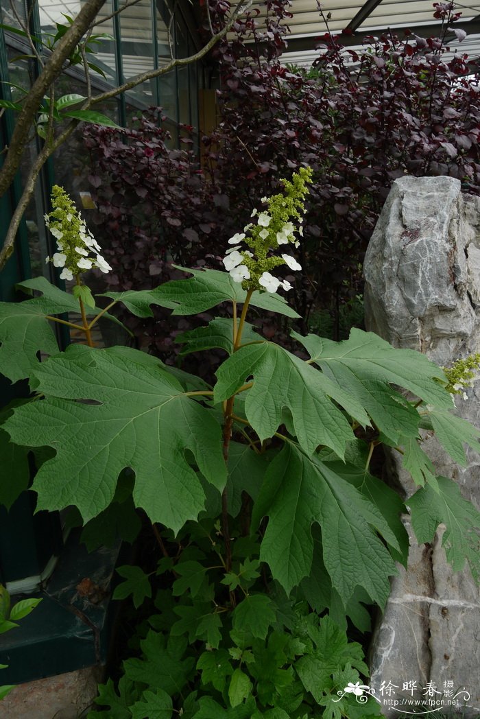 栎叶绣球Hydrangea quercifolia 栎叶绣球Hydrangea quercifolia