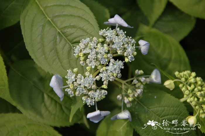 泽八仙Hydrangea serrata f. acuminata 泽八仙Hydrangea serrata f. acuminata