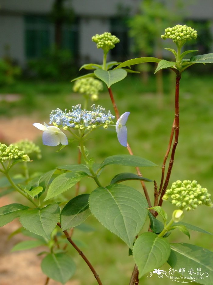 泽八仙Hydrangea serrata f. acuminata 泽八仙Hydrangea serrata f. acuminata