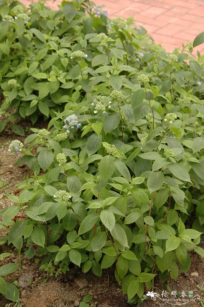 泽八仙Hydrangea serrata f. acuminata 泽八仙Hydrangea serrata f. acuminata