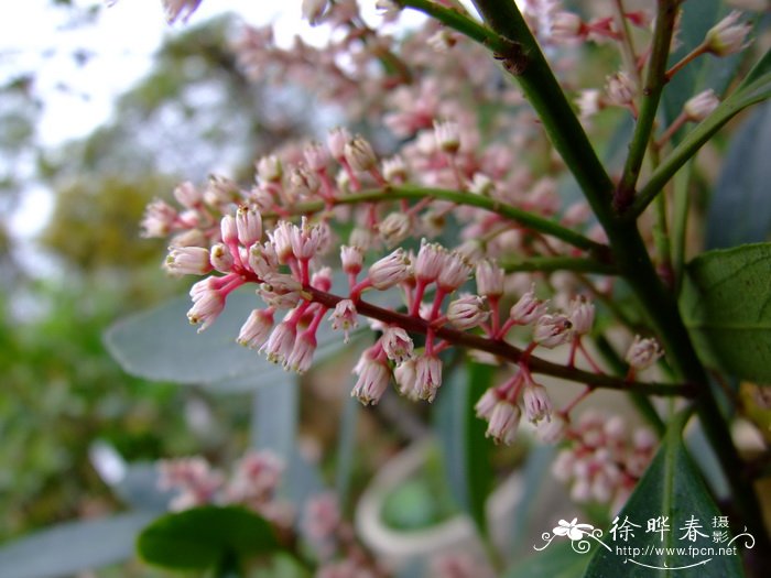 阳春鼠刺Itea yangchunensis 阳春鼠刺Itea yangchunensis