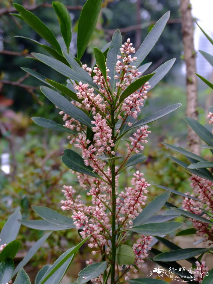 阳春鼠刺Itea yangchunensis 阳春鼠刺Itea yangchunensis