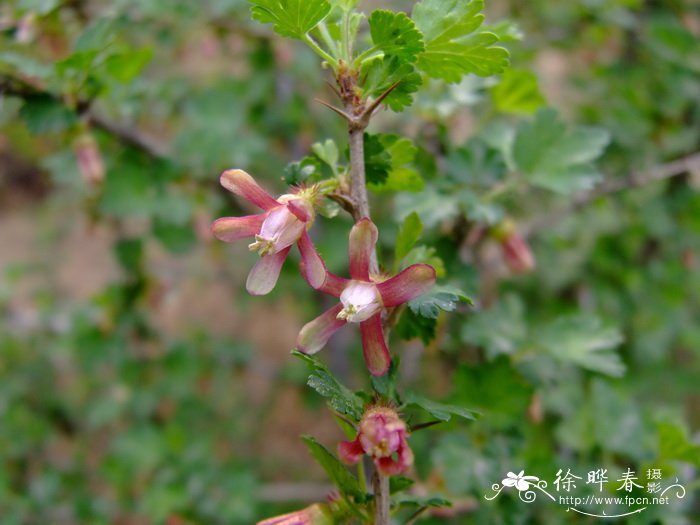刺果茶藨子Ribes burejense 刺果茶藨子Ribes burejense