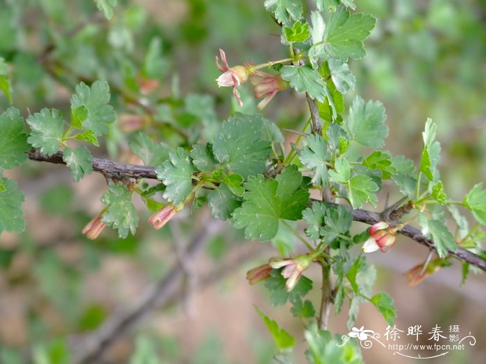 刺果茶藨子Ribes burejense 刺果茶藨子Ribes burejense