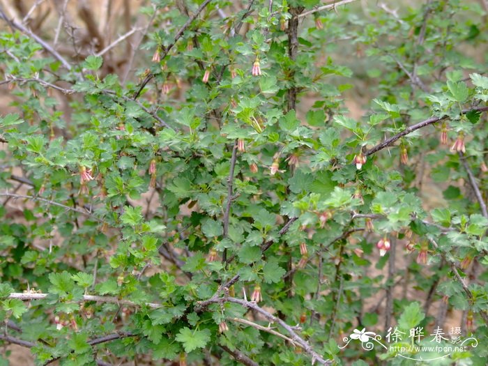 刺果茶藨子Ribes burejense 刺果茶藨子Ribes burejense