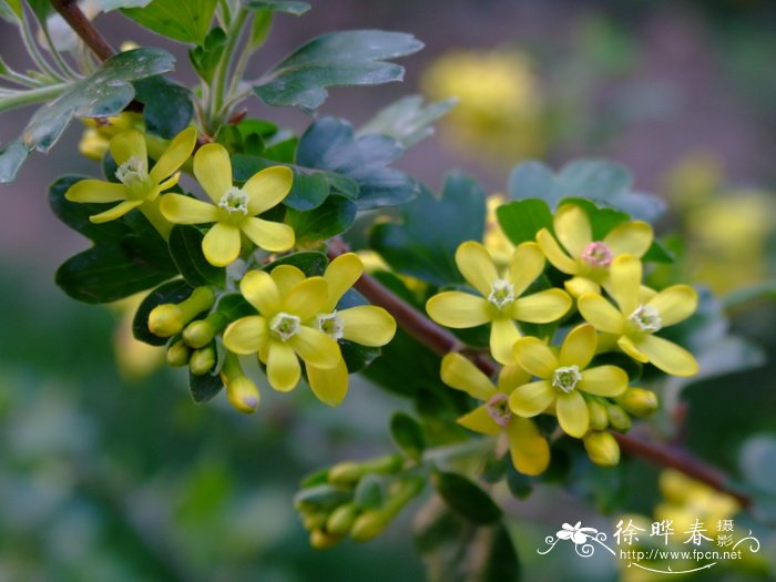 香茶藨子Ribes odoratum 香茶藨子Ribes odoratum