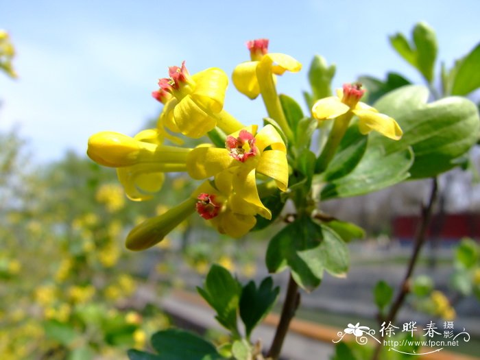 香茶藨子Ribes odoratum 香茶藨子Ribes odoratum