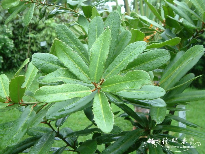 伯力木Brexia madagascariensis 伯力木Brexia madagascariensis
