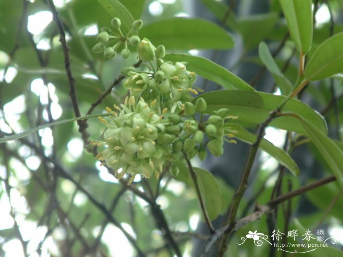 伯力木Brexia madagascariensis 伯力木Brexia madagascariensis