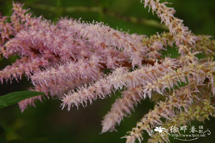 落新妇Astilbe chinensis 落新妇Astilbe chinensis