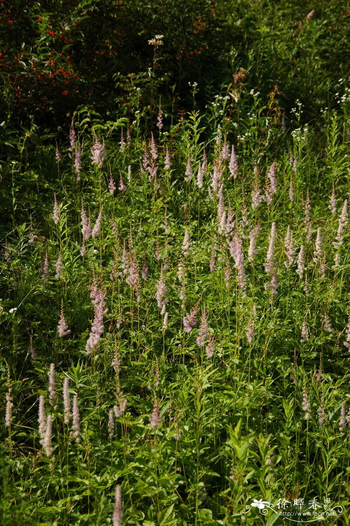 落新妇Astilbe chinensis 落新妇Astilbe chinensis
