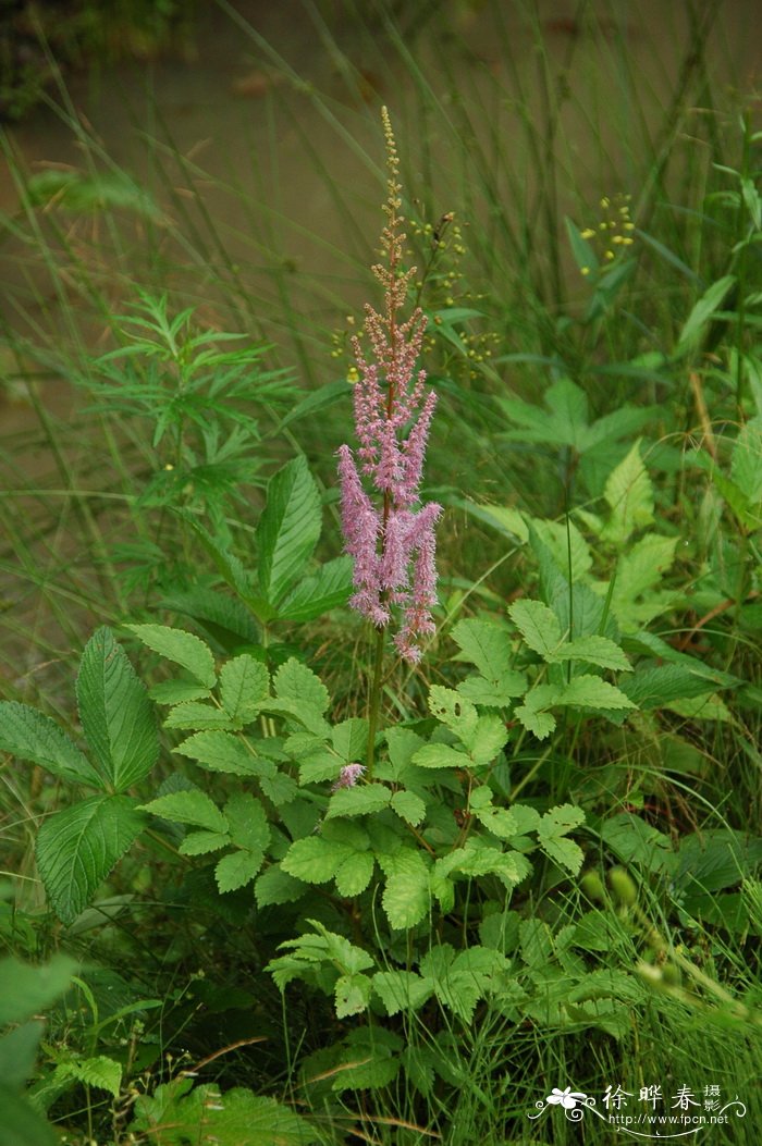 落新妇Astilbe chinensis 落新妇Astilbe chinensis
