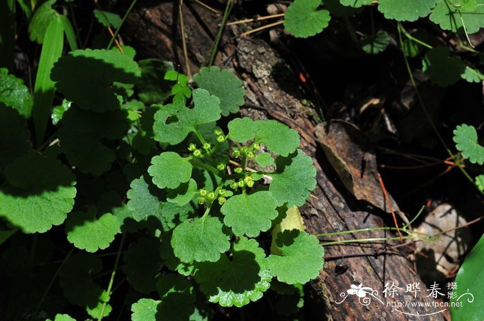 肾叶金腰Chrysosplenium griffithii 肾叶金腰Chrysosplenium griffithii