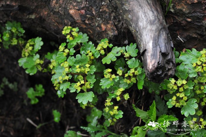 肾叶金腰Chrysosplenium griffithii 肾叶金腰Chrysosplenium griffithii