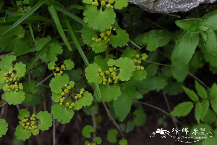 肾叶金腰Chrysosplenium griffithii 肾叶金腰Chrysosplenium griffithii
