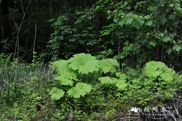 山荷叶Astilboides tabularis 山荷叶Astilboides tabularis