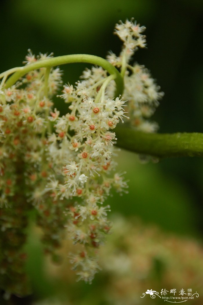 山荷叶Astilboides tabularis 山荷叶Astilboides tabularis