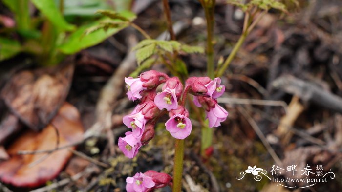 岩白菜Bergenia purpurascens 岩白菜Bergenia purpurascens