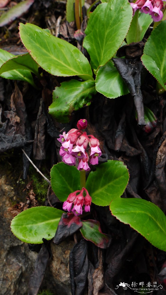 岩白菜Bergenia purpurascens 岩白菜Bergenia purpurascens