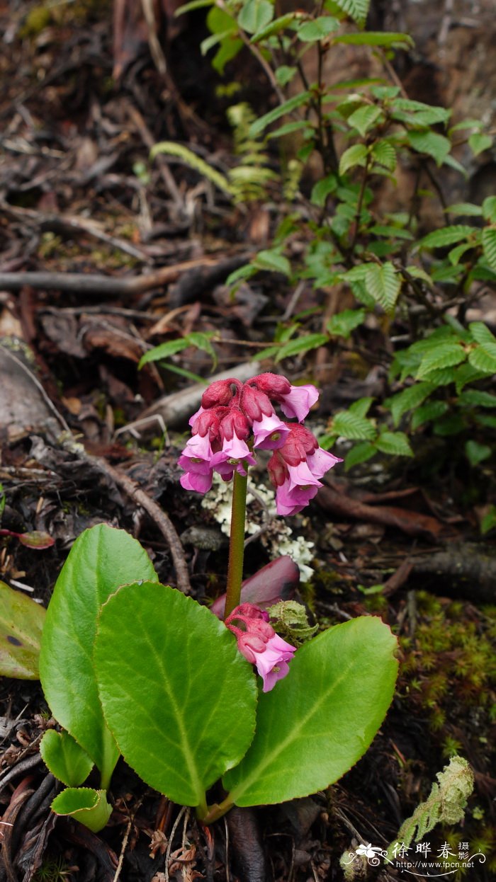 岩白菜Bergenia purpurascens 岩白菜Bergenia purpurascens