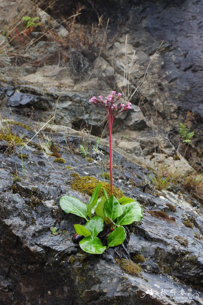 岩白菜Bergenia purpurascens