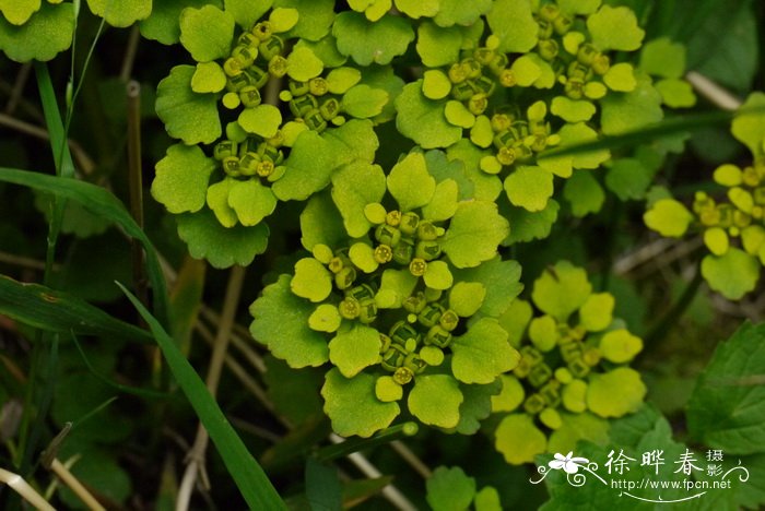 日本金腰Chrysosplenium japonicum 日本金腰Chrysosplenium japonicum