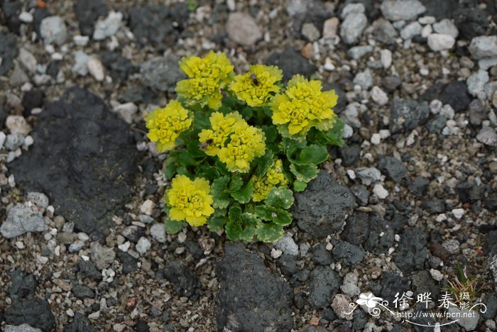 日本金腰Chrysosplenium japonicum 日本金腰Chrysosplenium japonicum