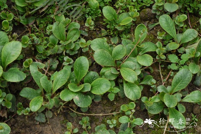 大叶金腰Chrysosplenium macrophyllum 大叶金腰Chrysosplenium macrophyllum