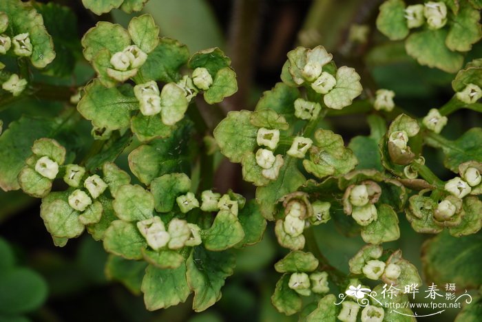 大叶金腰Chrysosplenium macrophyllum 大叶金腰Chrysosplenium macrophyllum