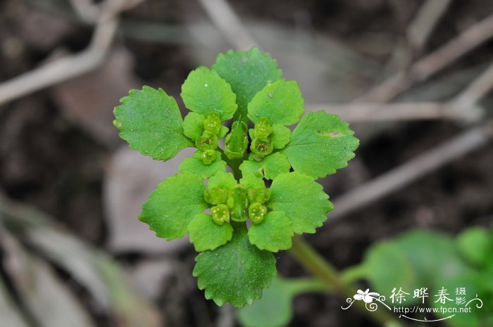 中华金腰Chrysosplenium sinicum 中华金腰Chrysosplenium sinicum