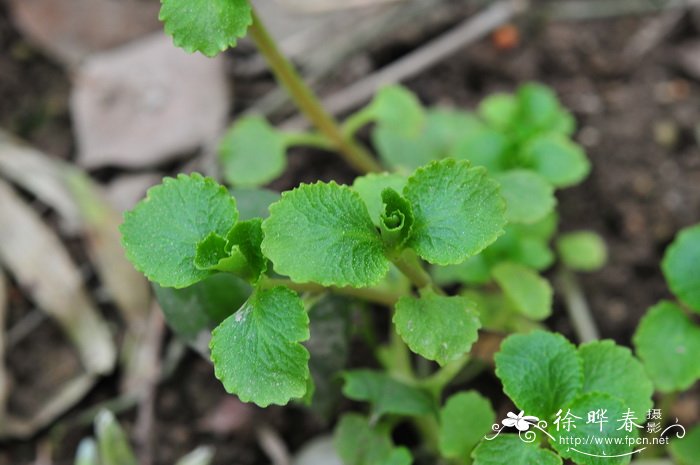 中华金腰Chrysosplenium sinicum 中华金腰Chrysosplenium sinicum