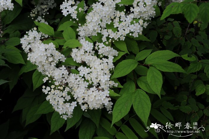 东北溲疏Deutzia parviflora var. amurensis 东北溲疏Deutzia parviflora var. amurensis