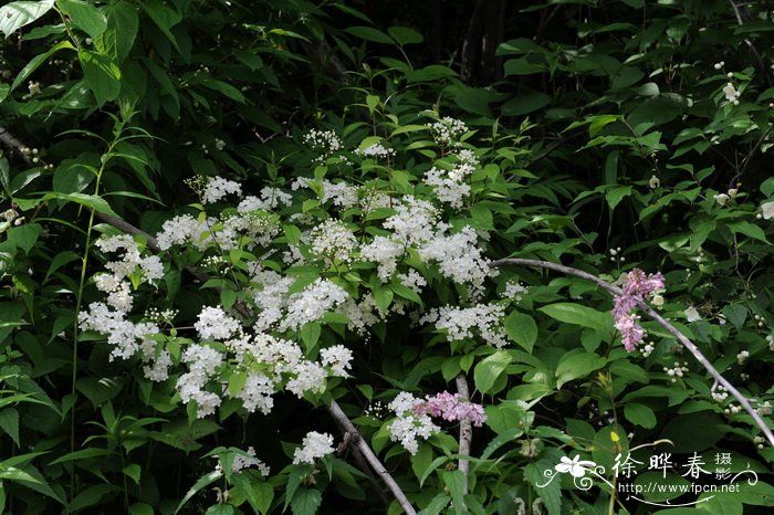 东北溲疏Deutzia parviflora var. amurensis 东北溲疏Deutzia parviflora var. amurensis