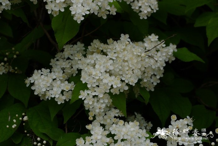 东北溲疏Deutzia parviflora var. amurensis 东北溲疏Deutzia parviflora var. amurensis