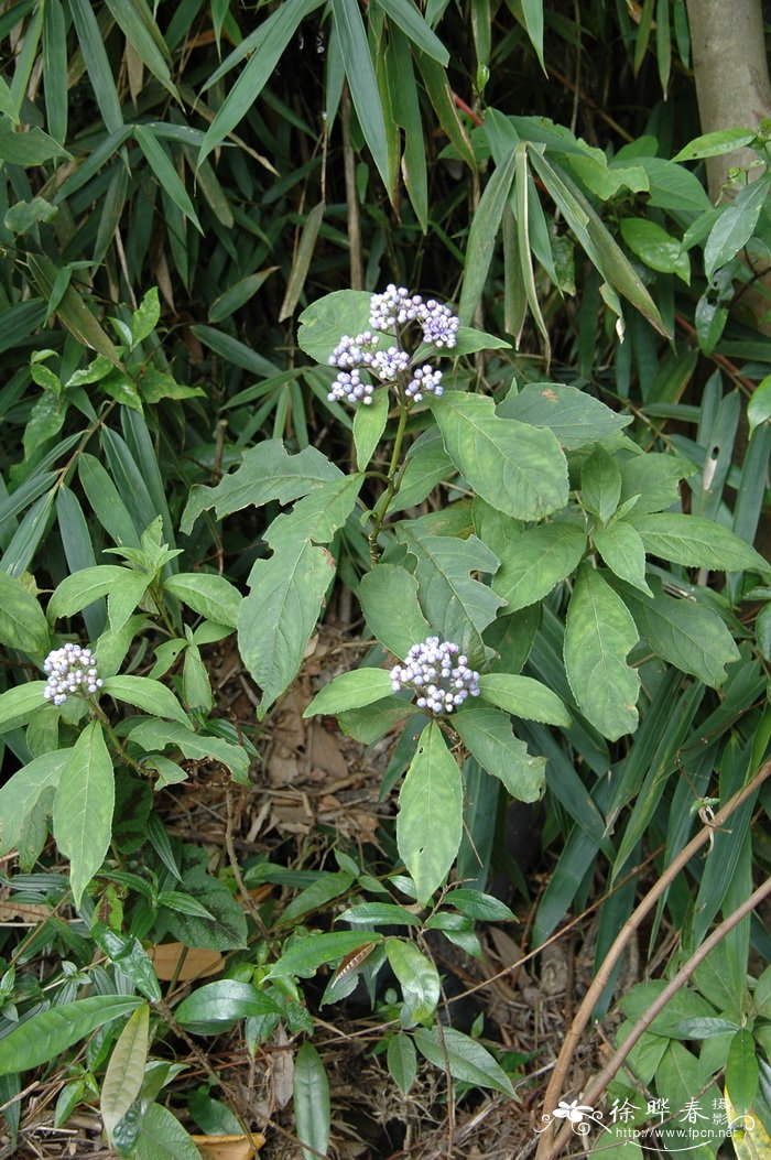 常山Dichroa febrifuga 常山Dichroa febrifuga