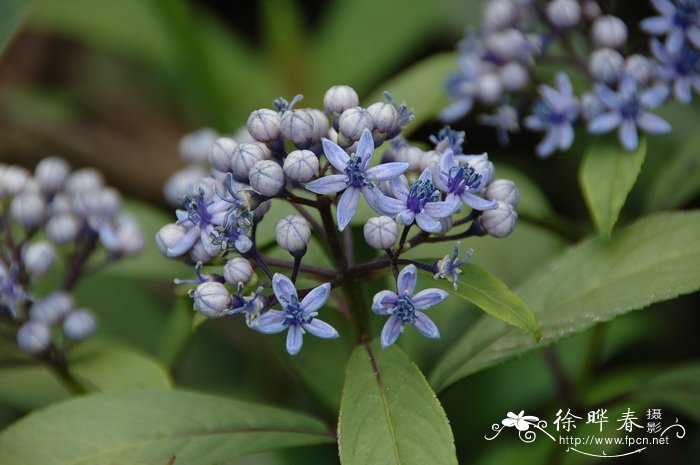 常山Dichroa febrifuga 常山Dichroa febrifuga