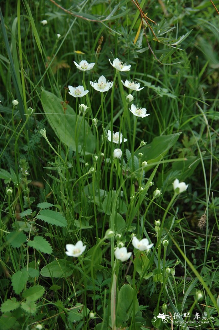 多枝梅花草Parnassia palustris var. multiseta 多枝梅花草Parnassia palustris var. multiseta
