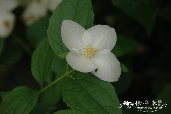 大花山梅花 Philadelphus ‘Natchez’ 大花山梅花 Philadelphus ‘Natchez’
