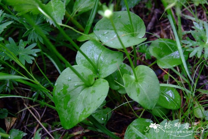 多枝梅花草Parnassia palustris var. multiseta 多枝梅花草Parnassia palustris var. multiseta