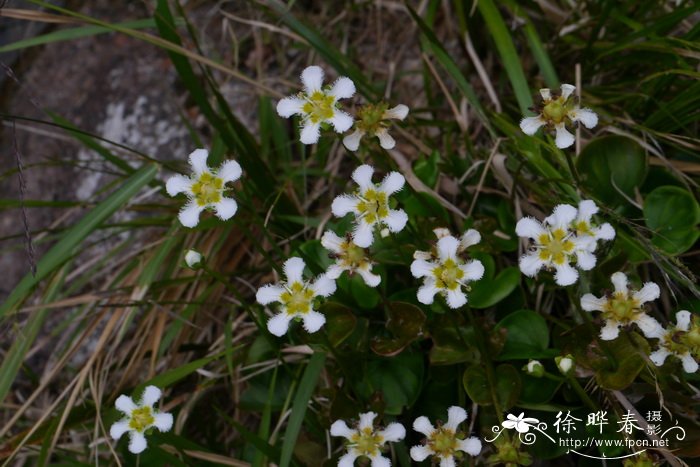 鸡眼梅花草Parnassia wightiana 鸡眼梅花草Parnassia wightiana