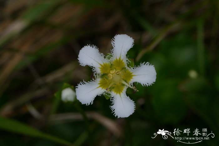 鸡眼梅花草Parnassia wightiana 鸡眼梅花草Parnassia wightiana