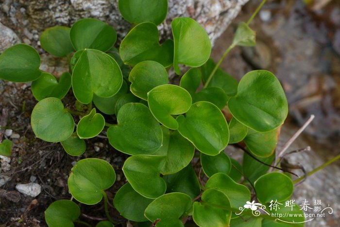 鸡眼梅花草Parnassia wightiana 鸡眼梅花草Parnassia wightiana