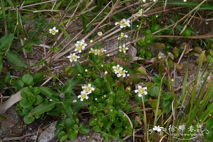 鸡眼梅花草Parnassia wightiana 鸡眼梅花草Parnassia wightiana