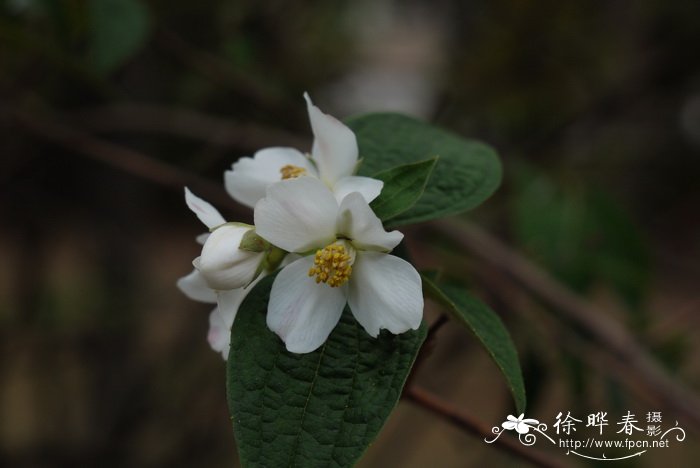 云南山梅花Philadelphus delavayi 云南山梅花Philadelphus delavayi