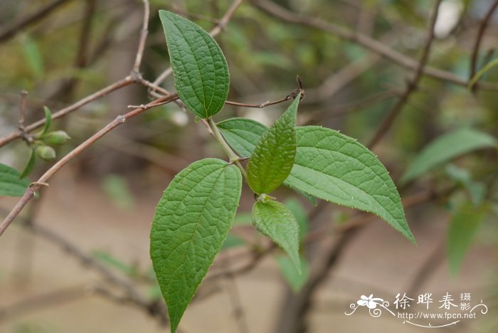 云南山梅花Philadelphus delavayi 云南山梅花Philadelphus delavayi