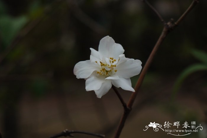 云南山梅花Philadelphus delavayi 云南山梅花Philadelphus delavayi