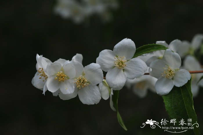 太平花Philadelphus pekinensis 太平花Philadelphus pekinensis