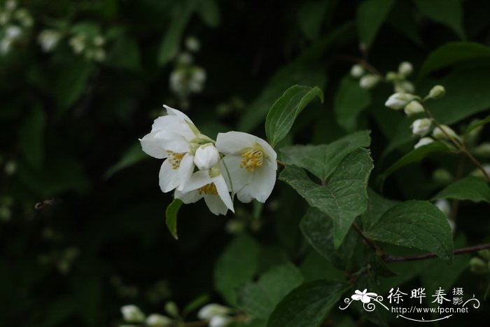 太平花Philadelphus pekinensis 太平花Philadelphus pekinensis