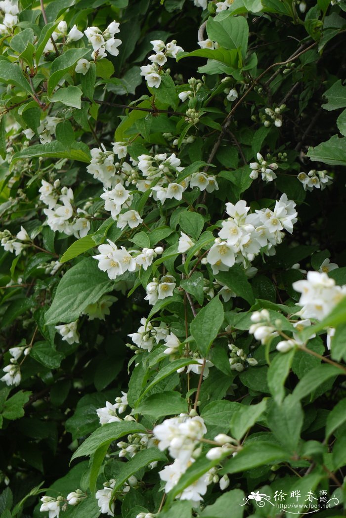 太平花Philadelphus pekinensis 太平花Philadelphus pekinensis
