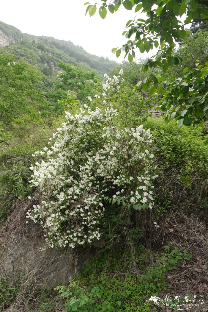 太平花Philadelphus pekinensis 太平花Philadelphus pekinensis